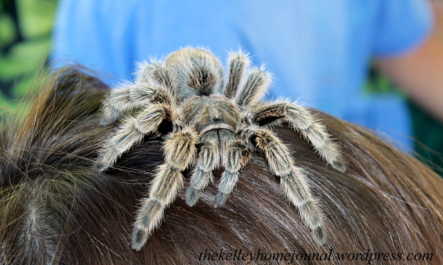 Tarantula Hair Accessory 