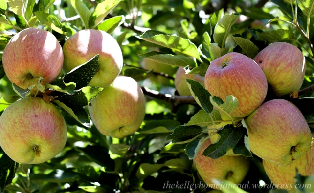 Oak Glen Apples