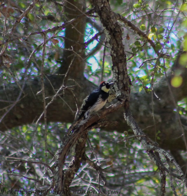 Santa Rosa Plateau Acorn Woodpecker