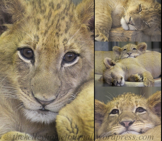 Safari Park Lion Cubs Ken & Dixie