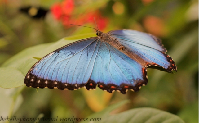 San Diego Safari Park Butterfly Jungle