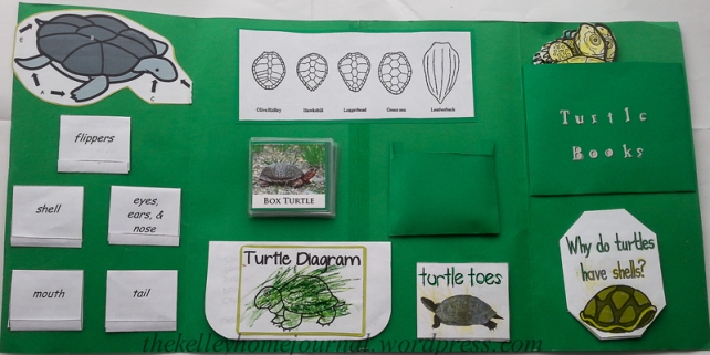 Turtle Unit Study