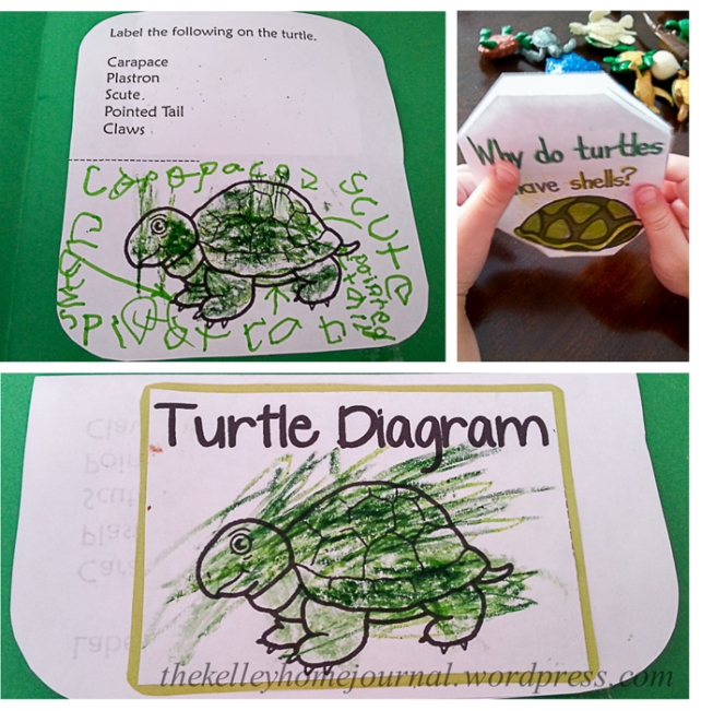 Turtles Unit Study 